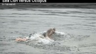 the sea lion surfacing after taking off a chunk of octopus. Click inside to see the video. Last Wednesday, Dec. 7, Everett Herald photographer Mark Mulligan caught a rare sight on camera – a stellar sea lion feeding on an […]