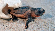 At just a few centimetres long, hatchling loggerhead turtles may seem powerless to resist being swept around the Atlantic Ocean by powerful currents. Turtle But researchers have shown that the tiny turtles can influence where they end up with just […]