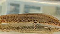 CHICAGO, Illinois — The eel-like body and scrawny “limbs” of the African lungfish would appear to make it an unlikely innovator for locomotion. But its improbable walking behavior, newly described by University of Chicago scientists, redraws the evolutionary route of […]