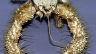 CORVALLIS, Oregon — A species of crab found a thousand feet below the surface of the Pacific Ocean near Costa Rica lives off the bacteria on its claws – bacteria that it fertilizes by waving them in methane and sulfide […]