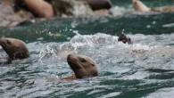 Killer whales and other ocean predators are targeting and killing the pups of a threatened northern sea lion species at an increasingly high rate, scientists warned this week. Without a reduction in predators, the sea lion population will have difficulty […]