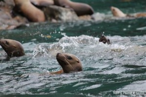 Killer whales and other ocean predators are targeting and killing