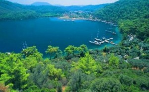 Küresel ısınma, aşırı avlanma ve kimyasal atıklar nedeniyle hızla canlı