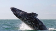 Balinalar (Latince: Cetacea) içinde balinaları, yunusları ve muturları barındıran, memeliler sınıfında bir takımdır. Biyolojik adlarda “balina” için Latince cetus sözcüğü kullanılır, özgün anlamı ise “büyük deniz hayvanı”dır. Latinceye ise Yunanca’dan geçmiştir. Yunanca κῆτος sözcüğü “balina” ya da “herhangi bir dev […]