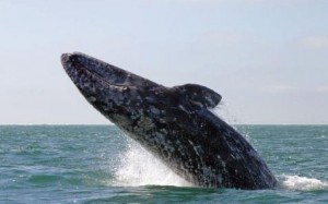 Balinalar (Latince: Cetacea) içinde balinaları, yunusları ve muturları barındıran, memeliler