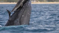 In the first photographed example of friendliness between them, humpback whales and bottlenose dolphins were seen off the coasts of Hawaii playing with each other, according to a January report by the American Museum of Natural History. They have little […]