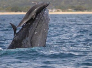 In the first photographed example of friendliness between them, humpback