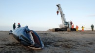 By Maya Yamato MIT/WHOI Joint Program in Oceanography Biology Department It’s a Saturday morning at Herring Cove Beach in Provincetown, Mass., the farthest point on the Cape. I am sleepy, hungry, and slightly dehydrated, but we are on a schedule […]
