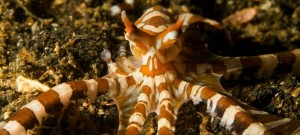 Sualtı fotoğraflarının kullanılması ve fotoğrafçının emeğinin karşılığı ile ilgili Tony