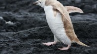 Christine Dell’Amore for National Geographic News Published January 12, 2012 Birds of a feather usually flock together—but not in the case of a rare “white” mutant penguin, spotted Monday in a chinstrap penguin colony in Antarctica. (Watch video of the […]