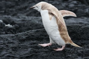 Christine Dell’Amore for National Geographic News Published January 12, 2012