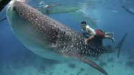 These remarkable photographs show a group of fearless fishermen feeding shrimp to 25ft giant whale sharks – by hand. Conservationist Shawn Heinrich captured what he described as the ‘overblown feeding of goldfish’ near Oslob in the Philippines. The 40-year-old, who […]