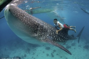 These remarkable photographs show a group of fearless fishermen feeding
