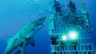 For most people, getting into a cage and being lowered into the ocean with great white sharks encircling is extreme enough. But this clearly isn’t the case for these two daredevils. The amazing underwater pictures were taken by Scottish snapper […]