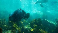 BLUEY’S back. Or is he? The legendary Clovelly Bay groper, famed for befriending many a Sydney snorkeller, may have returned. Or he’s spawned a family. Intriguingly, the new Bluey on the block could also be a female that has changed […]