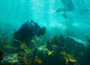 BLUEY’S back. Or is he? The legendary Clovelly Bay groper,