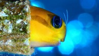 Entrants from France, Italy, Spain, Portugal and Slovakia shared 10 of the top prizes in the $80,000 Epson Red Sea contest which is dubbed the ‘underwater photography Olympics’. Among the winners was Esteban Tore from Spain who said of his […]
