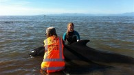 In this Tuesday photo provided by Project Jonah, stranded pilot whales are helped by volunteers at Farewell Spit on New Zealand’s South Island. By msnbc.com staff and news services Some 33 long-finned pilot whales that were refloated Wednesday off a […]