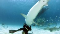 The picture Russell took (Pic:featureworld.co.uk) A diver gets a close-up he did not bargain for as a tiger shark tries to make a meal of hi Russell Easton was snapping the shark in the Bahamas when it took a snap […]