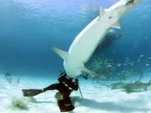 The picture Russell took (Pic:featureworld.co.uk) A diver gets a close-up