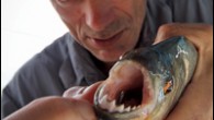 Animal Planet is developing its own version of Discovery Channel’s Shark Week with a programming stunt dubbed Monster Week to be unveiled at the Television Critics Assn. press tour today. Programs to be featured include a special “Croc-Zilla,” new segs […]