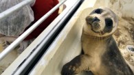 Storms that have lashed the Dutch coast this year have created a wave of orphaned baby seals – some so young their umbilical cords are still attached – wrenched from their mothers and washed up on beaches and dikes. An […]