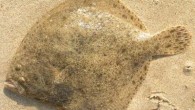 Kalkan balığı (Psetta maxima), Scophthalmidae familyasına ait, gözleri vücudunun sol tarafında bulunan, ve sağ tarafı ile denizin tabanında yatan bir yassı balık türü. Atlas Okyanusunun doğusunda kıyı yakınlarında, Akdenizde,Ege denizinde, Marmara denizinde ve Karadenizde, 20 ila 70 metre derinlikte yaşar. […]