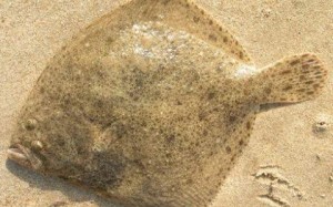 Kalkan balığı (Psetta maxima), Scophthalmidae familyasına ait, gözleri vücudunun sol