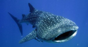 Balina köpek balığı (Rhincodon typus), Rhincodontidae familyasından devasa büyüklükte, zararsız