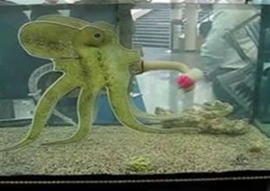 İtalyan bilim adamları 8 kollu ahtapot robot projesi üzerinde çalışıyor.