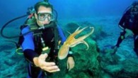 Sevgili sualti turizmi profesyonelleri: Söz konusu çalıştayın, gündemi önerildiği şekilde geniş tutulması ve kakafoniye imkan vermeden yapılması şartı ile çok yararı olacağını düşünüyorum. TSSF için çok önemli bir danışma fırsatı olacaktır. Sayın TSSF Başkanım İnkilap Obruk’un deyişiyle TSSF’ye sahip çıkmak […]