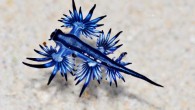 The discovery of a distinctive sea slug off Siaoliouciou Island (小琉球) in Pingtung County is shedding light on climate change, a scientist said. Although Glaucus atlanticus, the only member of the genus Glaucus, is usually found in tropical areas, it […]