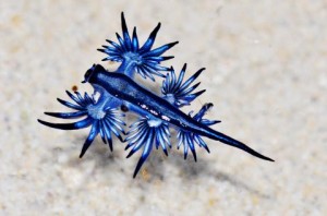 The discovery of a distinctive sea slug off Siaoliouciou Island