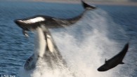 This is the shocking moment a killer whale leapt from the sea to kill an exhausted dolphin. The six-ton hunter had chased the female dolphin through the waves before swimming up under her and slamming into her, flipping her 30 […]