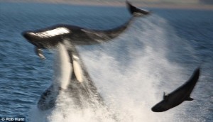 This is the shocking moment a killer whale leapt from
