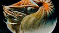 Nautilus’u sualtında görmek ve fotoğraflamak bir ayrıcalık. Palau’ya giderken “acaba bir Nautilus fotoğrafı çekebilecekmiyim” diye düşündüm. Ama çok zor olmadı. Aslında fotoğrafta zorlandım ama bulmakta zorlanmadım. Çünkü isteyene Palau’da Nautilus dalışı organize ediyorlar. Bu hayvanları ıstakoz yakalar gibi bir gün […]