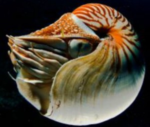 Nautilus’u sualtında görmek ve fotoğraflamak bir ayrıcalık. Palau’ya giderken “acaba