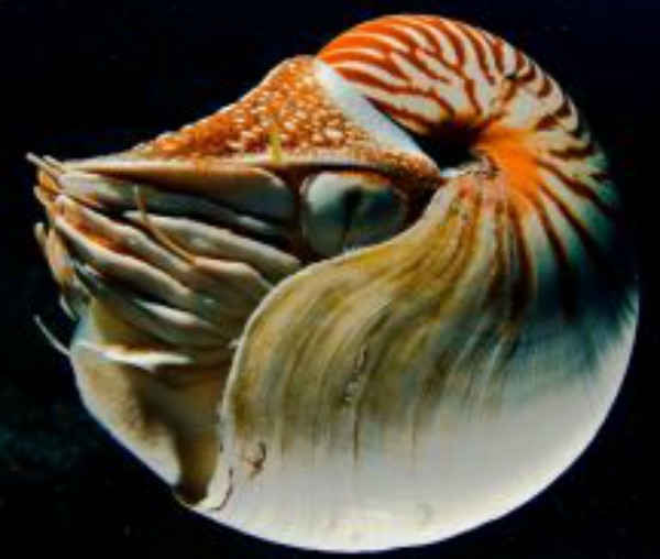 Nautilus’u sualtında görmek ve fotoğraflamak bir ayrıcalık. Palau’ya giderken “acaba