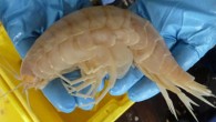 Yeni Zelanda Su ve Atmosferik Araştırmalar Kurumu (NIWA) bilim insanları, deniz yüzeyinin yaklaşık 7 kilometre altında keşfedilen 34 santimetrelik devasa kabuklunun, 2-3 santimetre uzunluğundaki normal karideslerden 10 kat büyük olduğunu söyledi. İskoçya’daki Aberdeen Üniversitesi ve NIWA işbirliğinde yapılan araştırmada, deniz […]