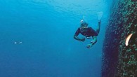 Deniz biyoloğu ve doğa âşığı Umut Tural (35), yakalandığı kanser hastalığı nedeniyle genç yaşta hayata gözlerini yumdu. Doğal Hayatı Koruma Vakfı (WWF) gönüllüsü olan Tural, son olarak Kaş-Kekova bölgesinin korunması için çalışıyordu. İstanbul Üniversitesi Su Ürünleri Fakültesi’nde Deniz Bilimleri ve […]