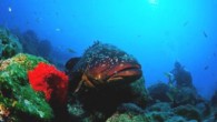 Antalya’da 2004 yılında Kemer’in Tekirova Beldesi açıklarında görülen ve efsane sünger avcısı Tosun Sezen’e ithafen ‘Tosun’ adı konulan orfoz balığı, bölgedeki zıpkıncıların kurbanı oldu. Antalya’da 2004 yılında Kemer’in Tekirova Beldesi açıklarında görülen ve efsane sünger avcısı Tosun Sezen’e ithafen ‘Tosun’ […]
