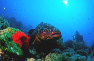 Antalya’da 2004 yılında Kemer’in Tekirova Beldesi açıklarında görülen ve efsane
