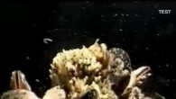 Haliç Sualtı Belgeselinden Halic Sualti 2 Halic Sualti 1