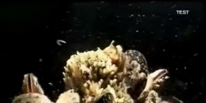 Haliç Sualtı Belgeselinden [myvideogall:halic]