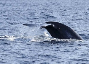 IT IS said that the blue whale lights up the