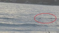 Bu fotografin 10 dakika oncesinde, saatte 70 mil hizla gittigimiz otoyolda (Highway 101) birden frene basip neredeyse durma noktasina gelen trafigin sebebini anlamaya calisirken, biraz ilerde arabalarin emniyet seridine gecip, icindeki insanlarin sahile inip fotograf cektiklerini farkettik. Tabi her insan […]