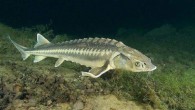 Acipenseriformes, kemikli balıklara ait, 2 familyası haricinde birçok nesli tükenmiş familyayı kapsayan bir balık takımı. Bu balıkların iskeletleri tamamen kemikleşmemiştir. Fosil olarak tebeşir çağından kalma kalıntıları bulunmaktadır. Bütün türleri nesli tükenme tehlikesi ile karşı karşıya bulunmaktadır, ve çoğunun hatta (en […]