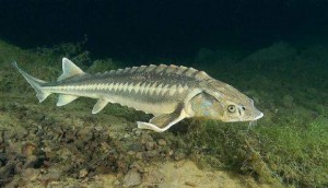 Acipenseriformes, kemikli balıklara ait, 2 familyası haricinde birçok nesli tükenmiş
