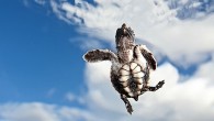 Wetpixel’s Picture of the Year 2011 competition has now finished. Many thanks to all who voted for their favorite images and it is great to have had so strong a response to all the images. The winner, who will receive […]