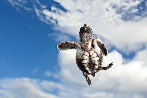 Wetpixel’s Picture of the Year 2011 competition has now finished.